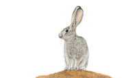 Stretched canvas print on a wooden frame by South African wildlife artist Matthew Bell of a Scrub Hare
