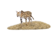 Drawing of a Serval at the Sabi Sands by wildlife artist atthew Bell