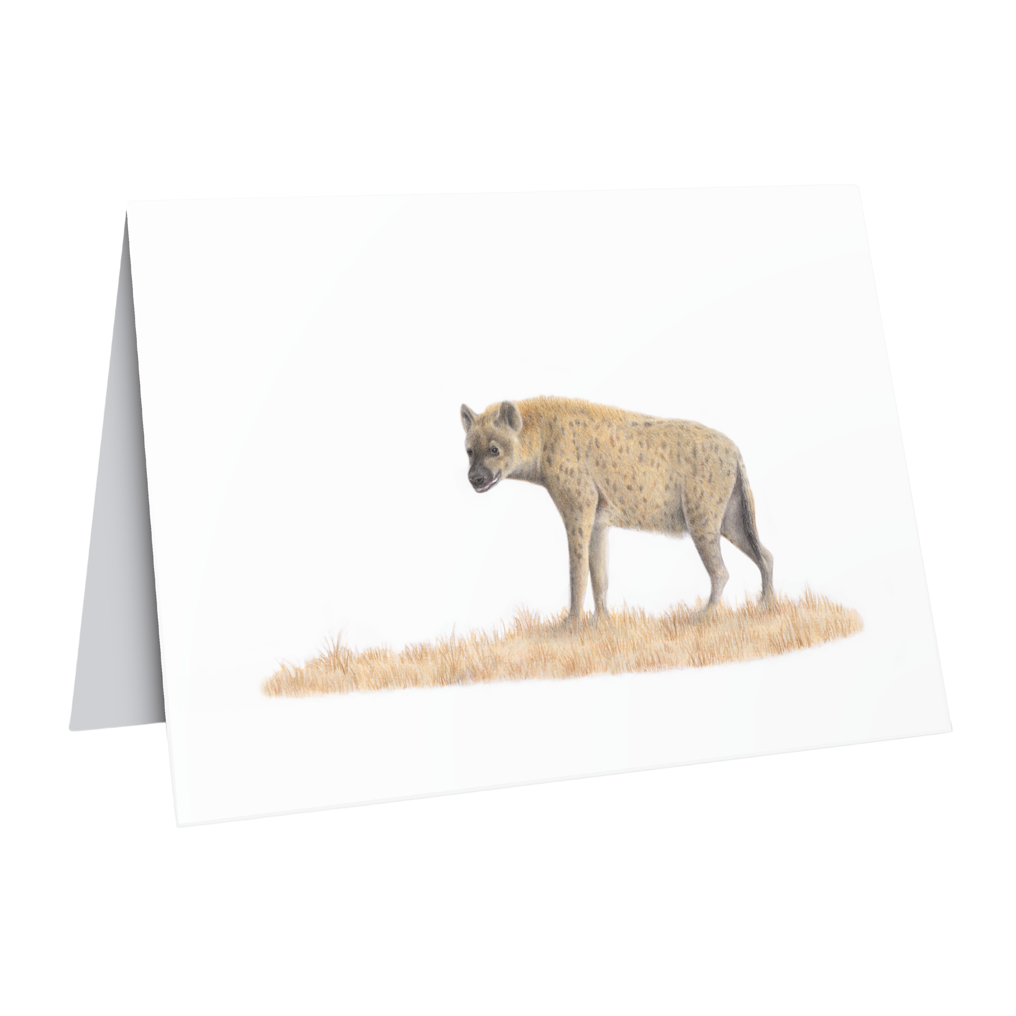 Beautiful fine art South African nature wildlife greeting card of a Spotted Hyena