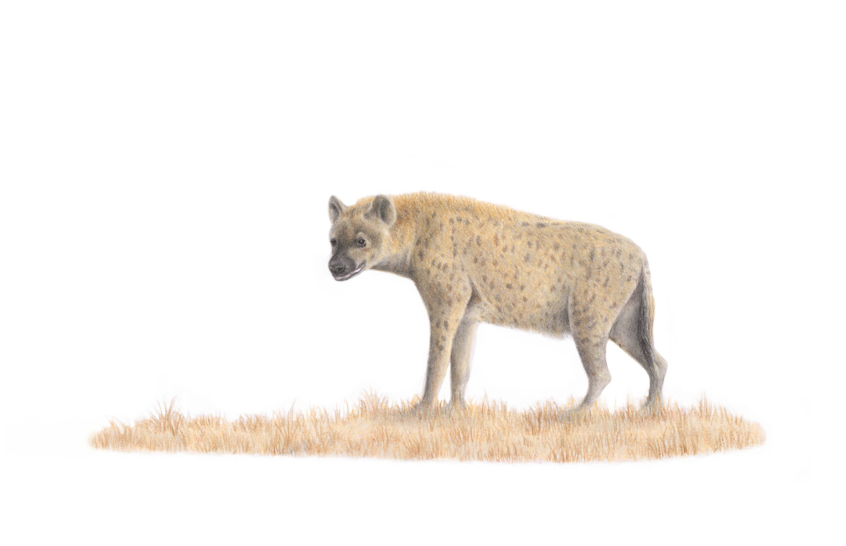 Canvas artwork on a wooden frame  by South African wildlife nature artist Matthew Bell of a Spotted Hyena