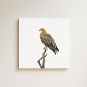 Tawny Eagle drawing on canvas by South African wildlife artist Matthew Bell