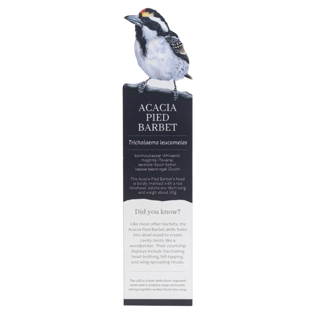 Acacia Pied Barbet Wooden Bookmark