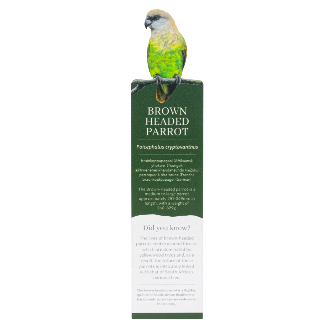Brown Headed Parrot Wooden Bookmark