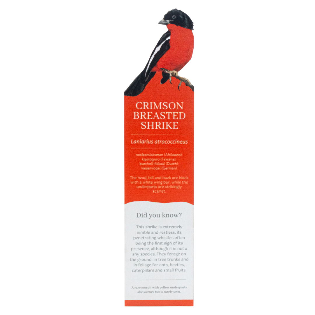 Crimson Breasted Shrike Wooden Bookmark