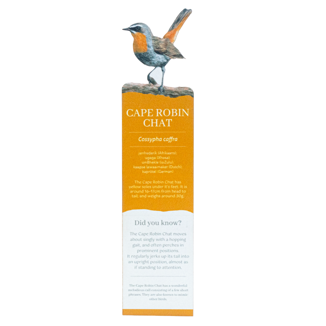 Cape Robin Chat Wooden Bookmark