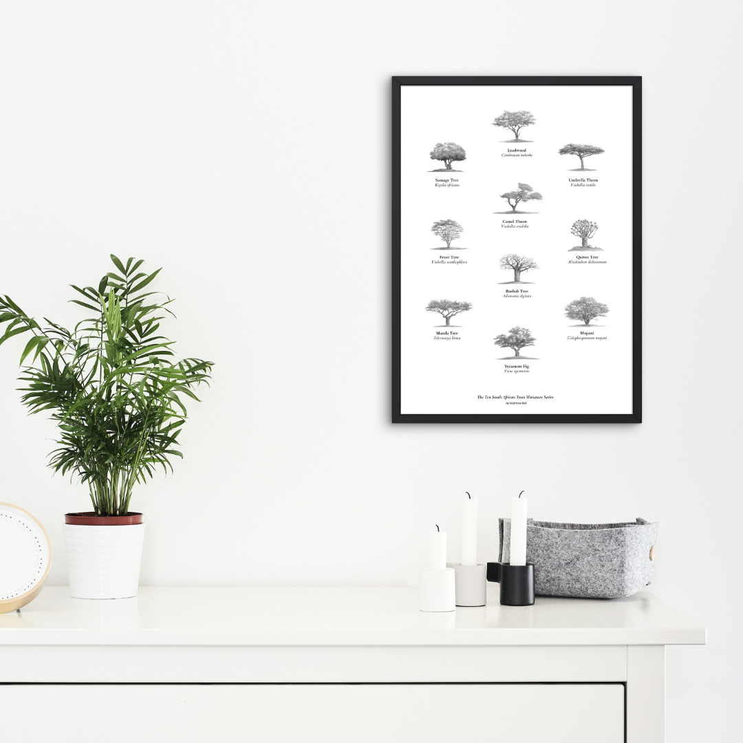 Trees of south Africa poster art print
