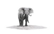 Elephant bull pencil nature artwork