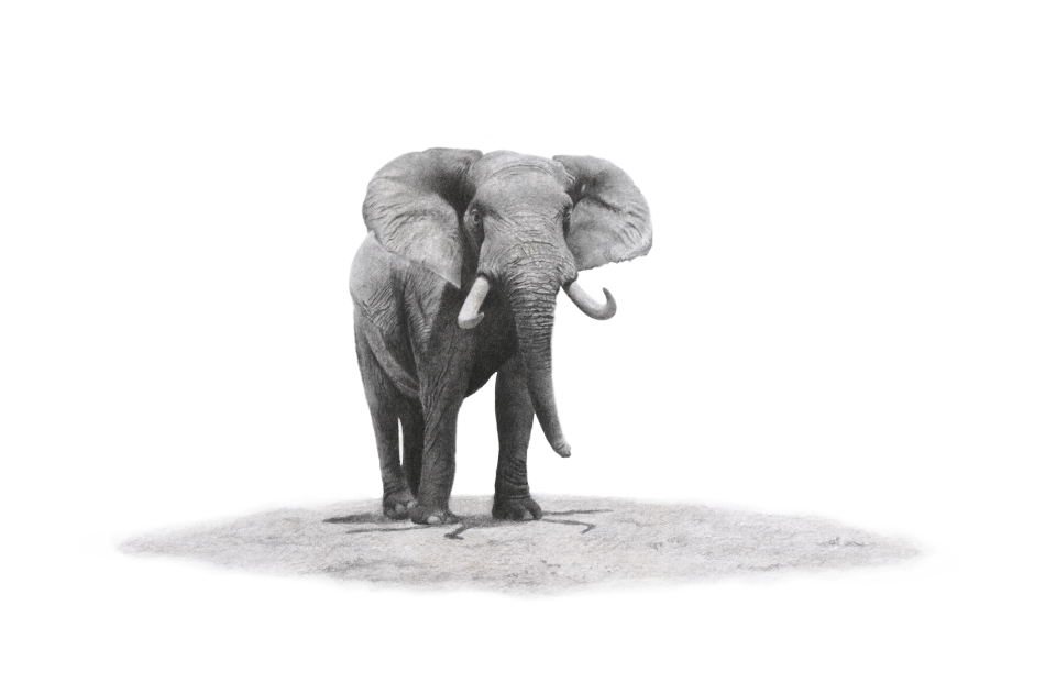 Elephant bull pencil nature artwork