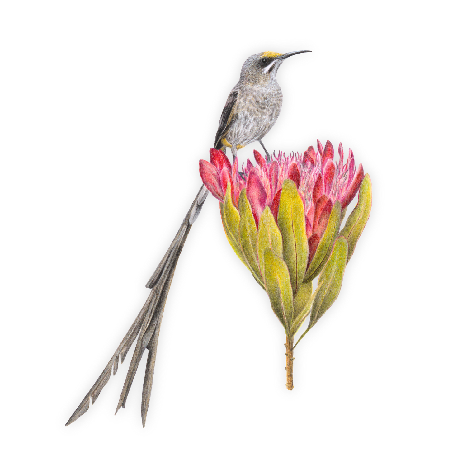 Cape Sugarbird Magnet - CPSB
