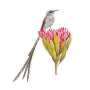 Cape Sugarbird Magnet - CPSB
