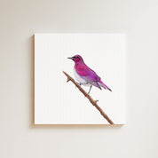 Violet Backed Starling drawing on canvas by South African wildlife artist Matthew Bell