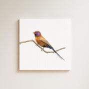 Violet Eared Waxbill drawing on canvas by South African wildlife artist Matthew Bell