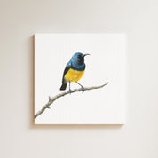 Variable Sunbird drawing on canvas by South African wildlife artist Matthew Bell