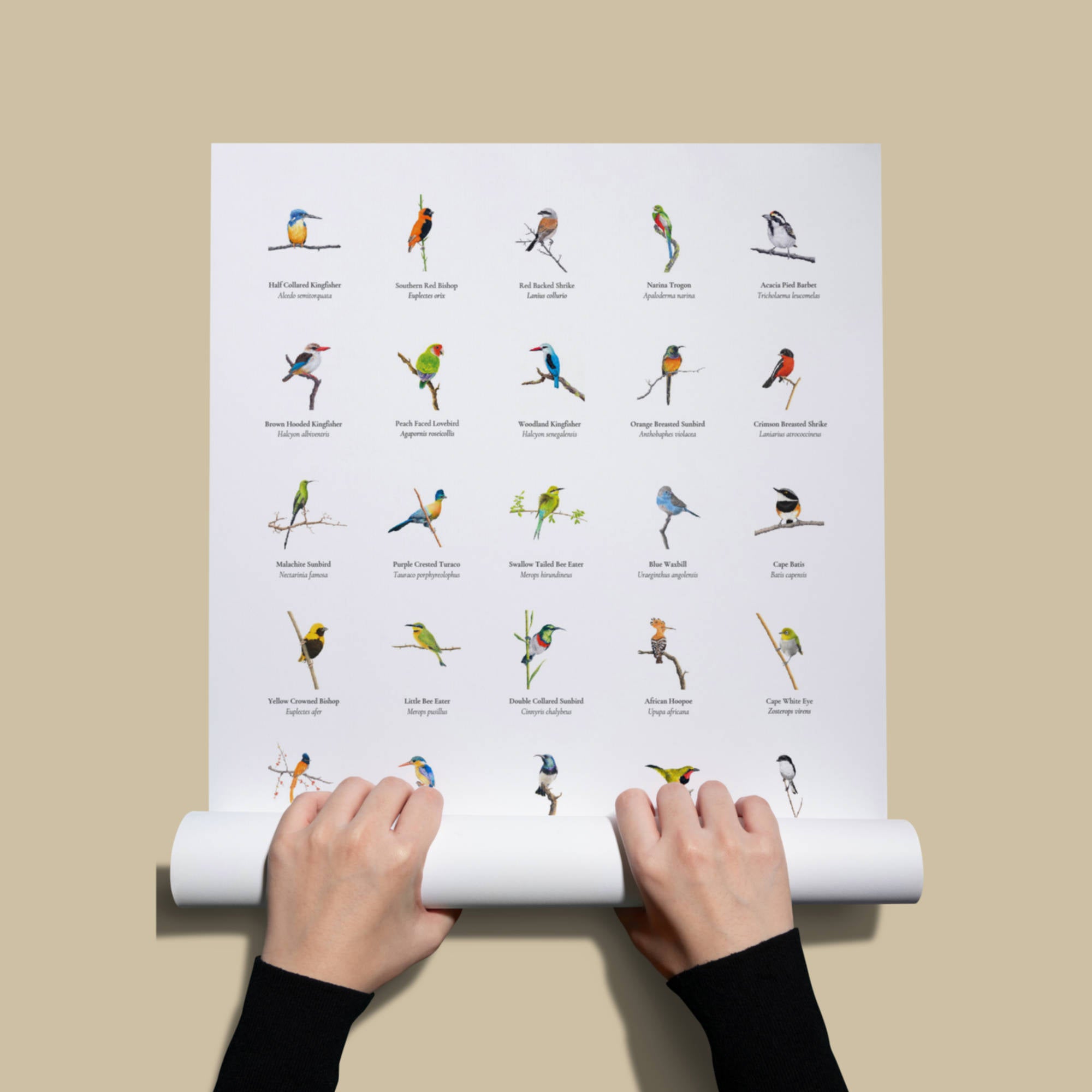 A collection of South African birds poster