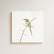 White Throated Bee Eater drawing on canvas by South African wildlife artist Matthew Bell