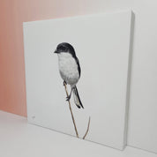 Common Fiscal South African bird artwork by wildlife artist Matthew Bell