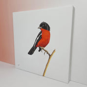 Crimson Breasted Shrike bird artwork on stretched canvas frame by Matthew Bell