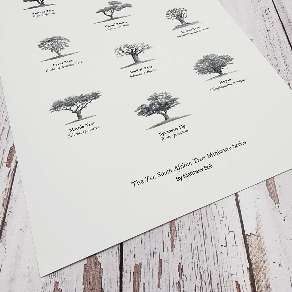 Trees of south Africa poster art print 
