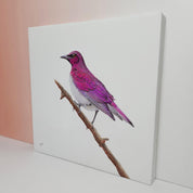 Violet Backed Starling bird artwork on canvas frame