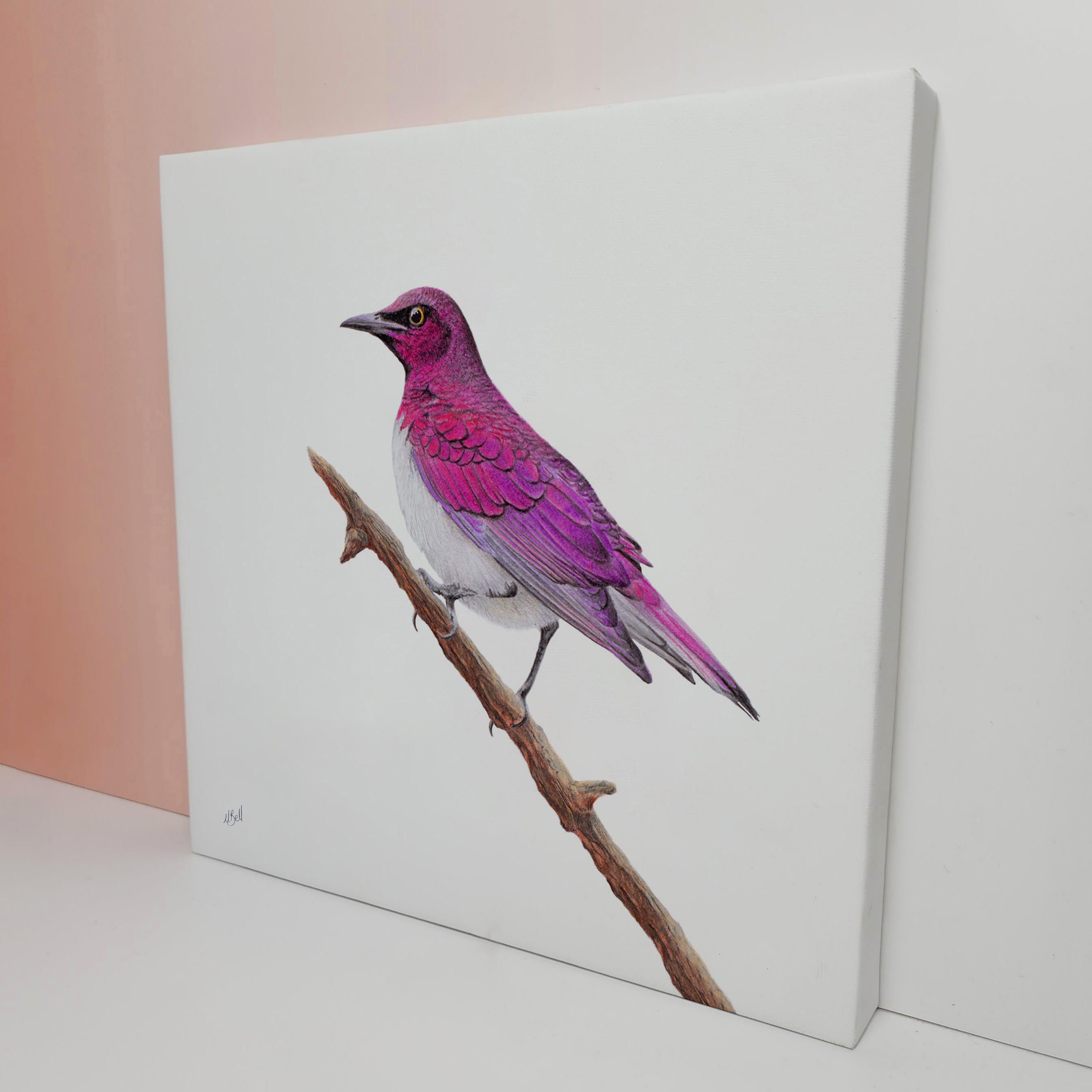 Violet Backed Starling bird artwork on canvas frame