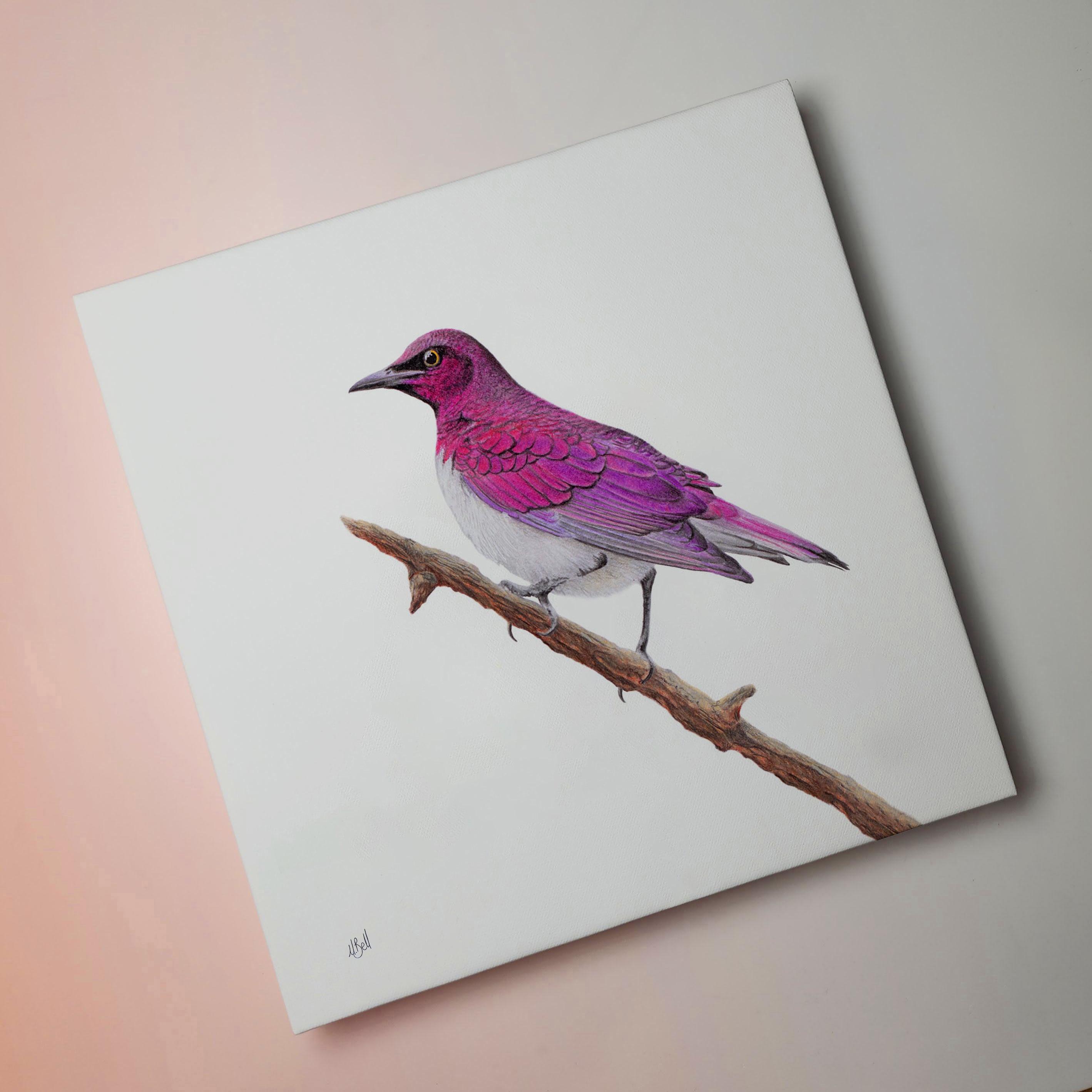 Violet Backed Starling bird artwork on canvas frame