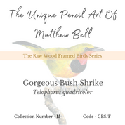 Gorgeous Bush Shrike wood framed print