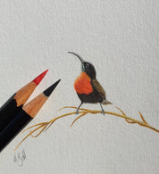 Scarlet Chested Sunbird Miniature Original (ORMINS2-2/10) - Matthew Bell Wildlife Art