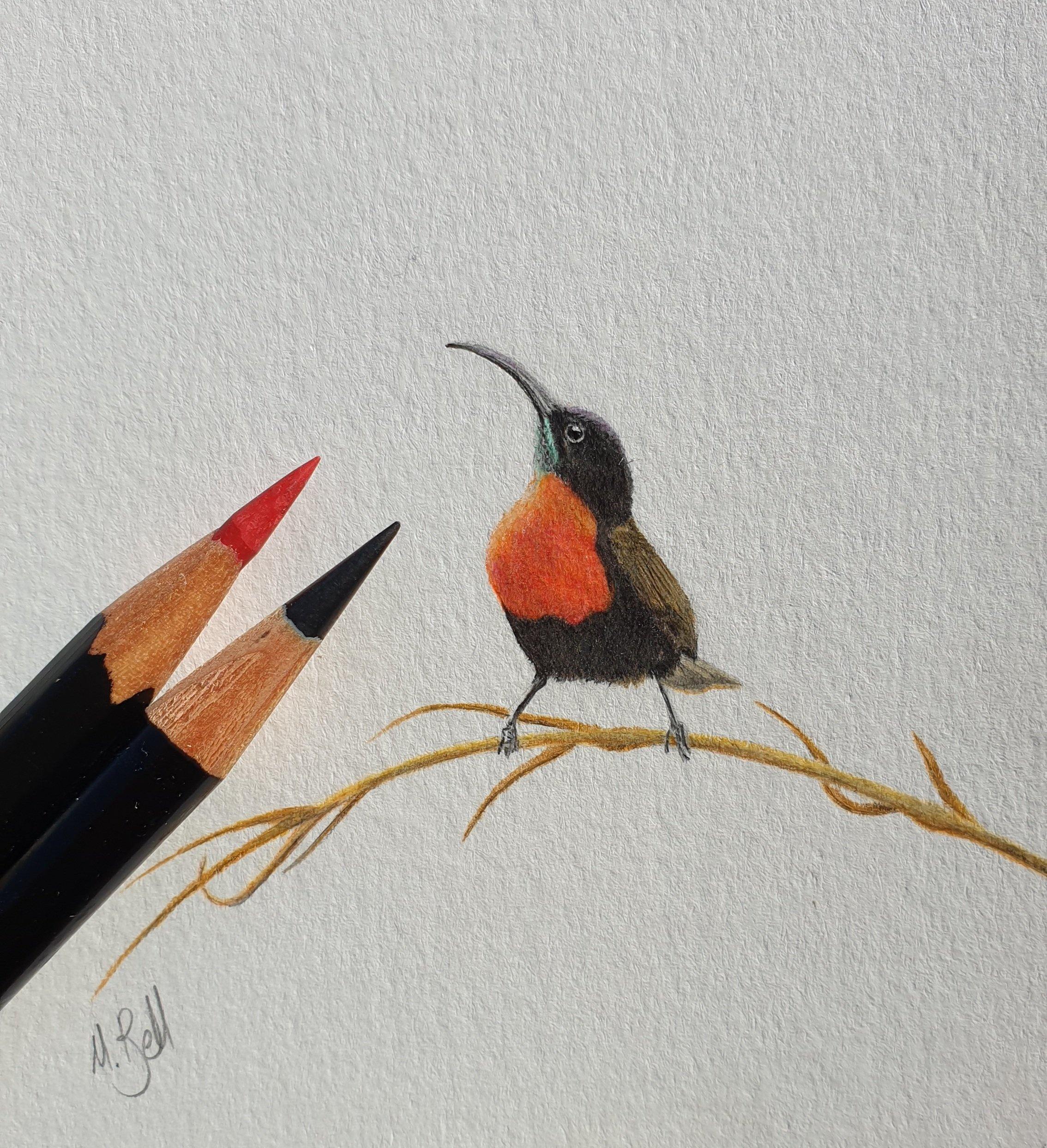 Scarlet Chested Sunbird Miniature Original (ORMINS2-2/10) - Matthew Bell Wildlife Art