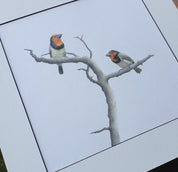 Black Collared Barbets - The Original - Framed
