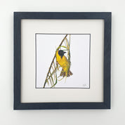 Southern Masked Weaver birds of Southern Africa framed artwork