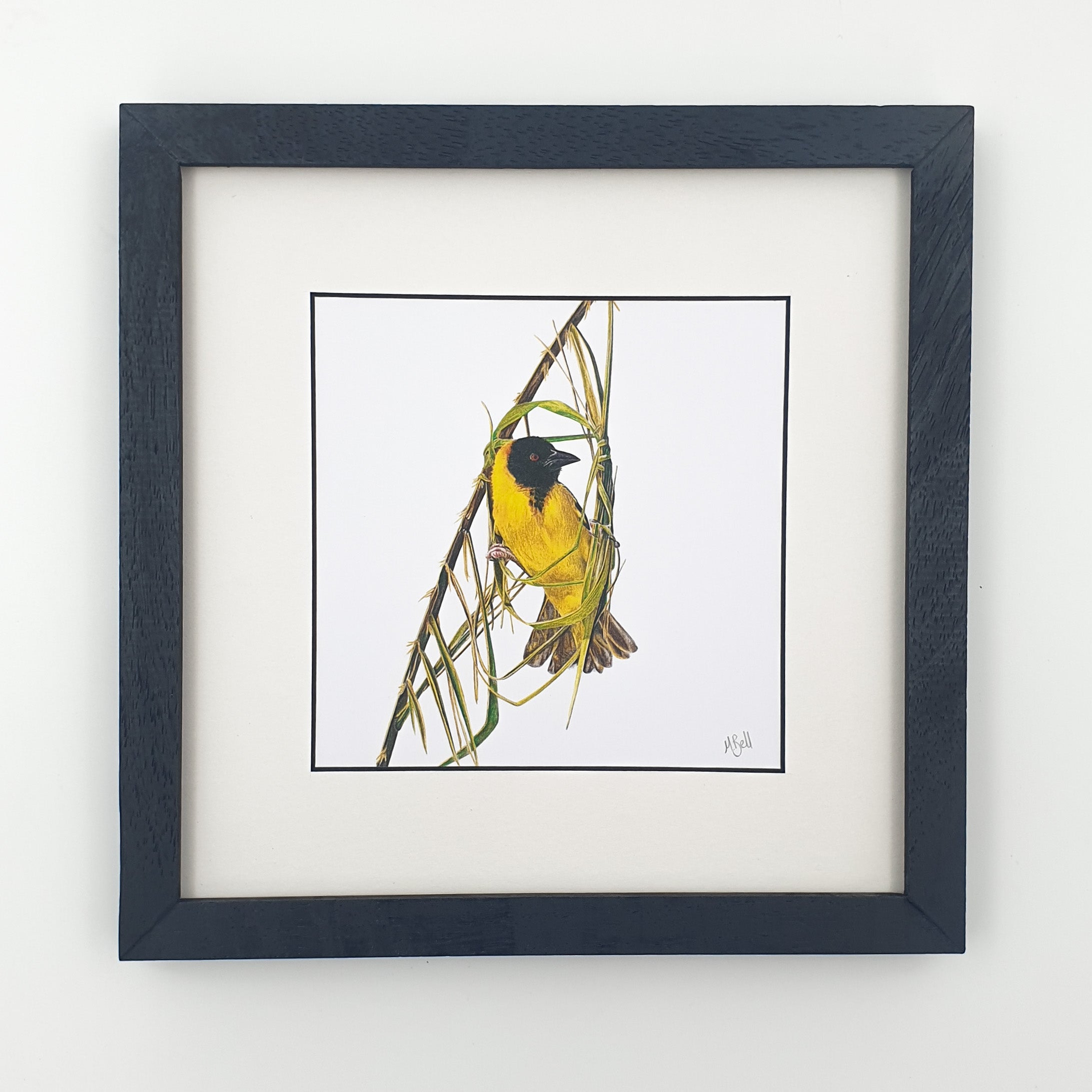Southern Masked Weaver birds of Southern Africa framed artwork