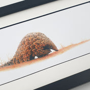 Pencil drawing of a pangolin with a black wooden frame