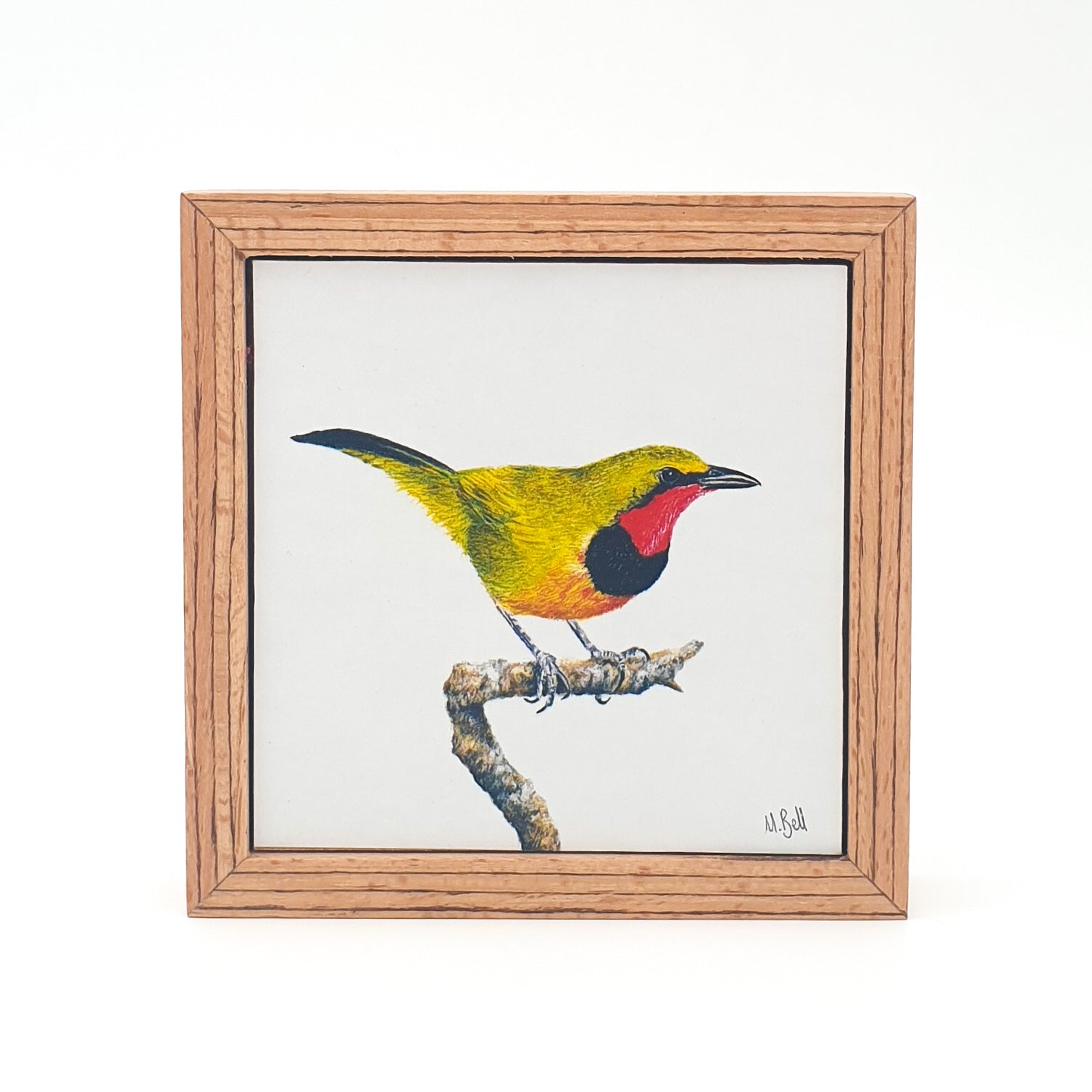 Gorgeous Bush Shrike