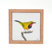 Gorgeous Bush Shrike