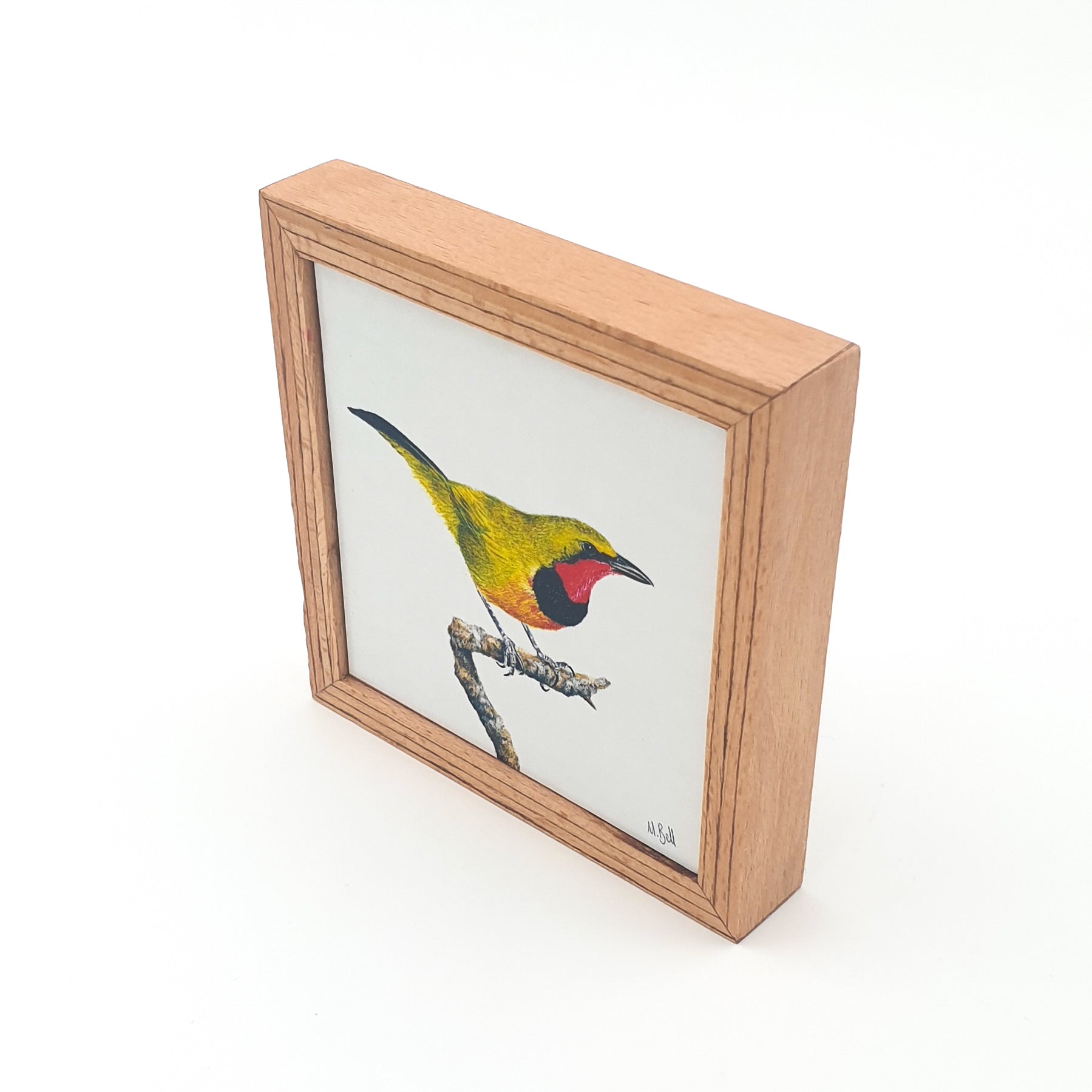 Gorgeous Bush Shrike