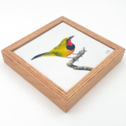 Gorgeous Bush Shrike