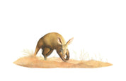 Aardvark in the desert pencil drawing by Matthew Bell