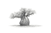 African Baobab Tree artwork drawing framed