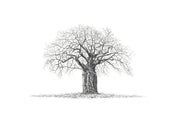 African Baobab Tree pencil artwork