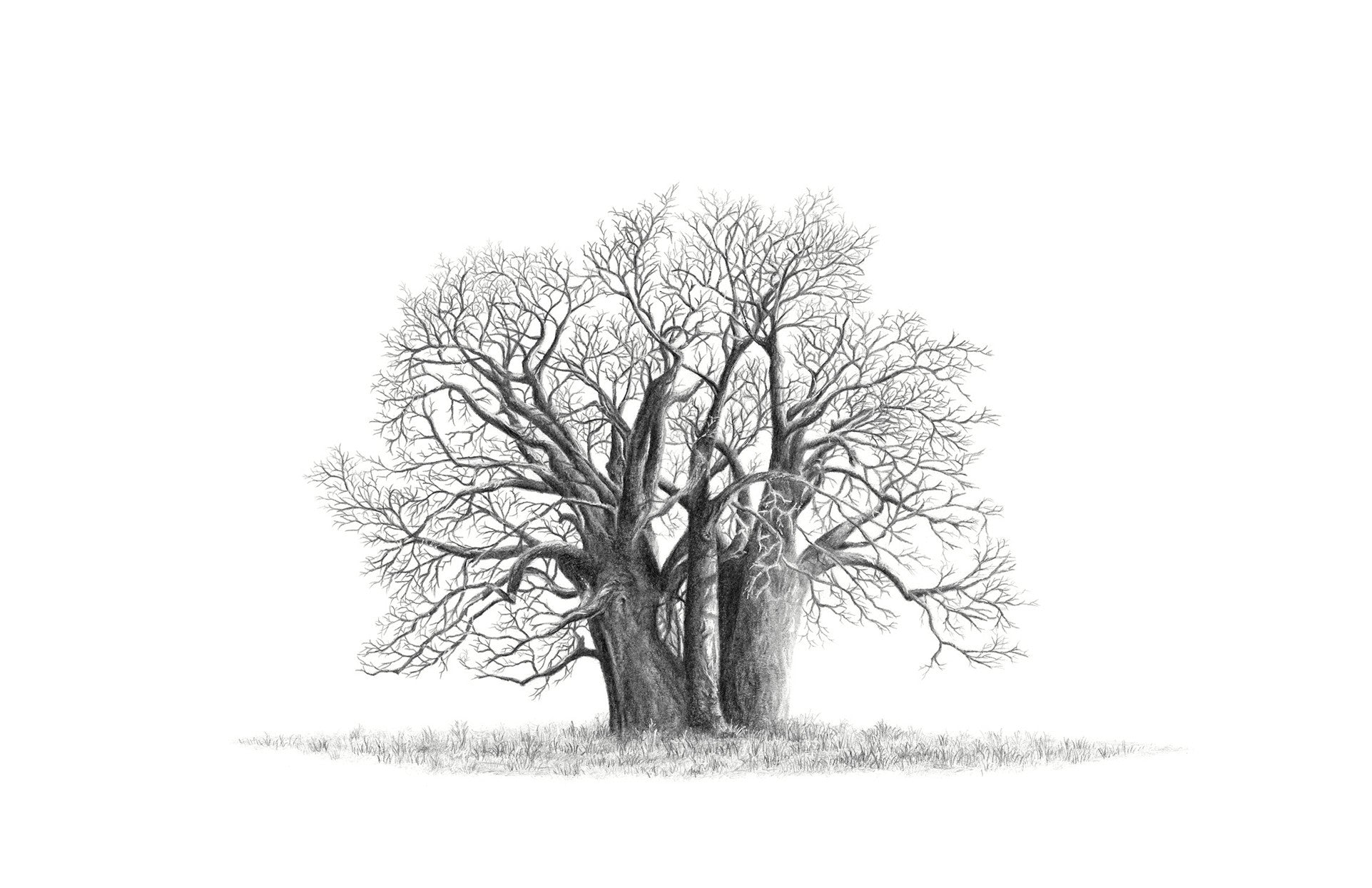 Baobab Tre Tegning Nieuwigheden Baobab Collection baobab-tre-tegning-nieuwigheden-baobab-collection