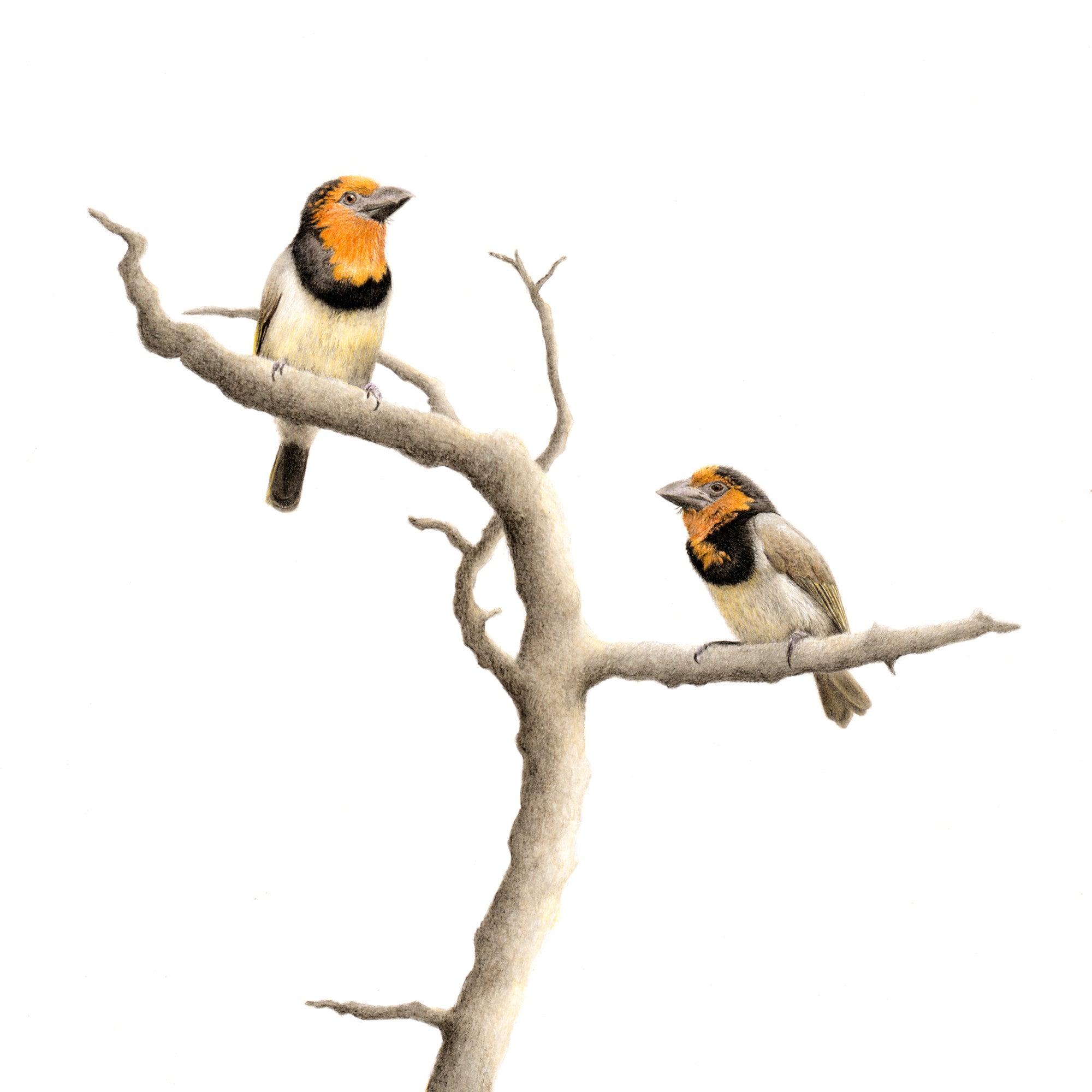 Black Collared Barbets - The Original - Framed