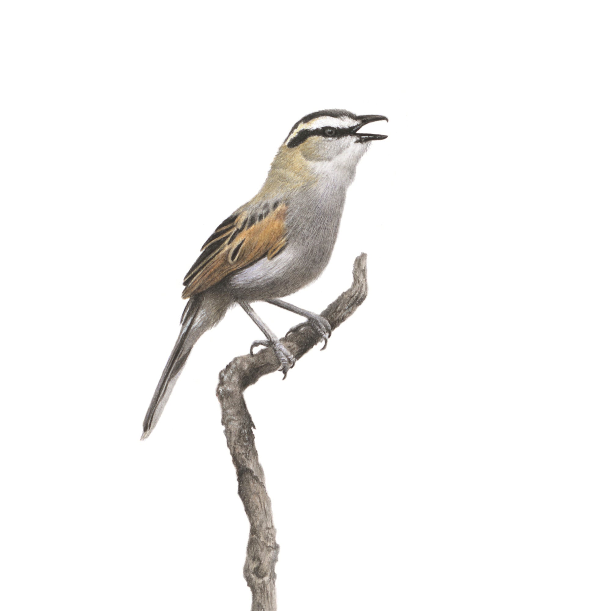 The original Black Crowned Tchagra bird drawing by South African wildlife pencil artist Matthew Bell