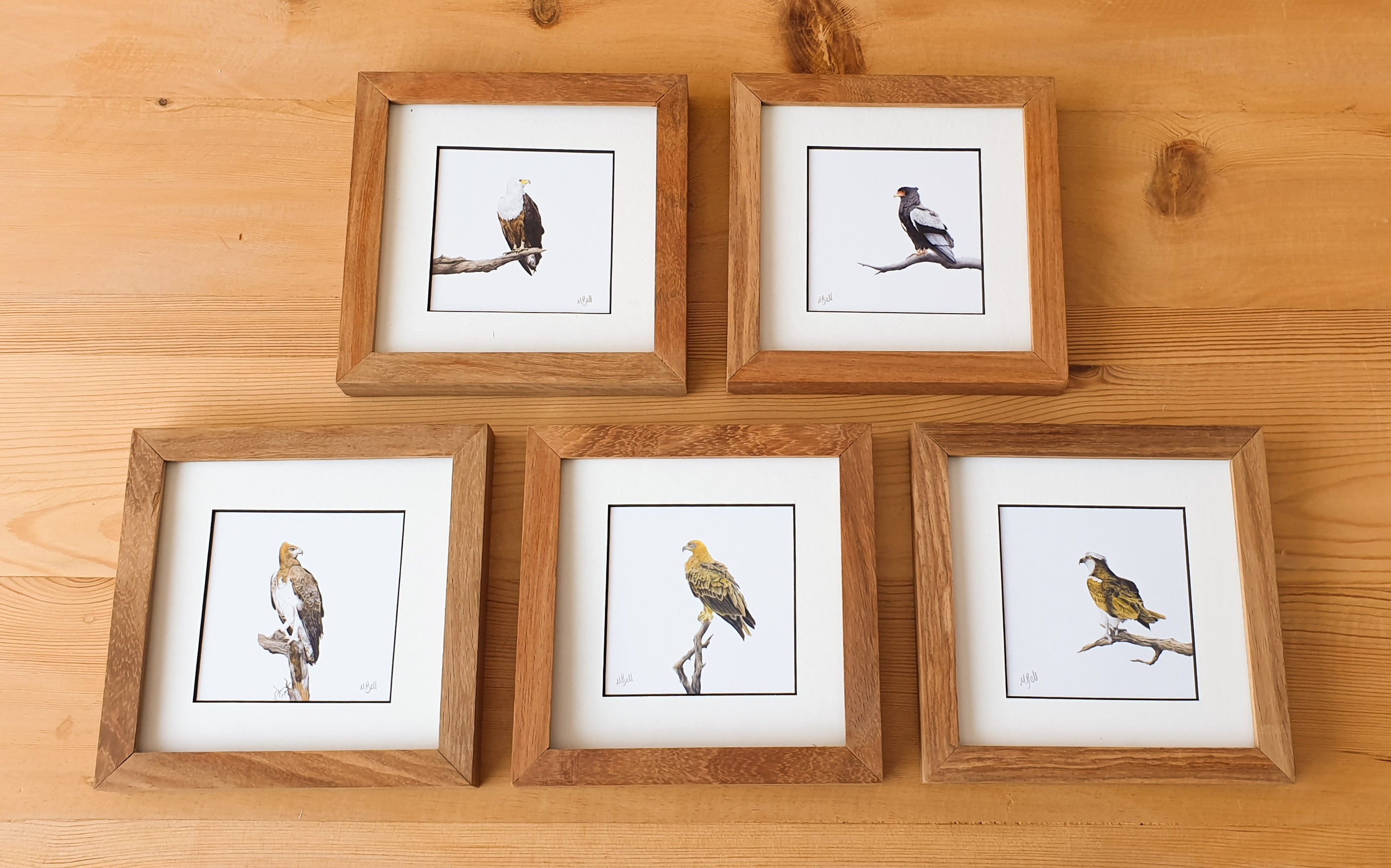 Martial Eagle, Tawny Eagle, Bateleur Eagle, African Fish Eagle, Osprey artworks with natural kiaat wood frame