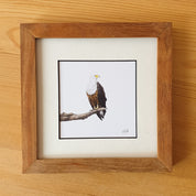 Martial Eagle, Tawny Eagle, Bateleur Eagle, African Fish Eagle, Osprey artworks with natural kiaat wood frame