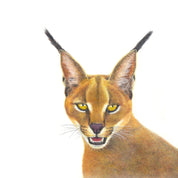 Original African animal wildlife artwork pencil drawing of a Caracal