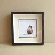 Dung beetle artwork with black wood frame