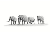 A family herd of elephants walking through the desert in Namibia