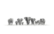 African Elephant Herd artwork
