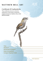 The original Black Crowned Tchagra bird drawing by South African wildlife pencil artist Matthew Bell