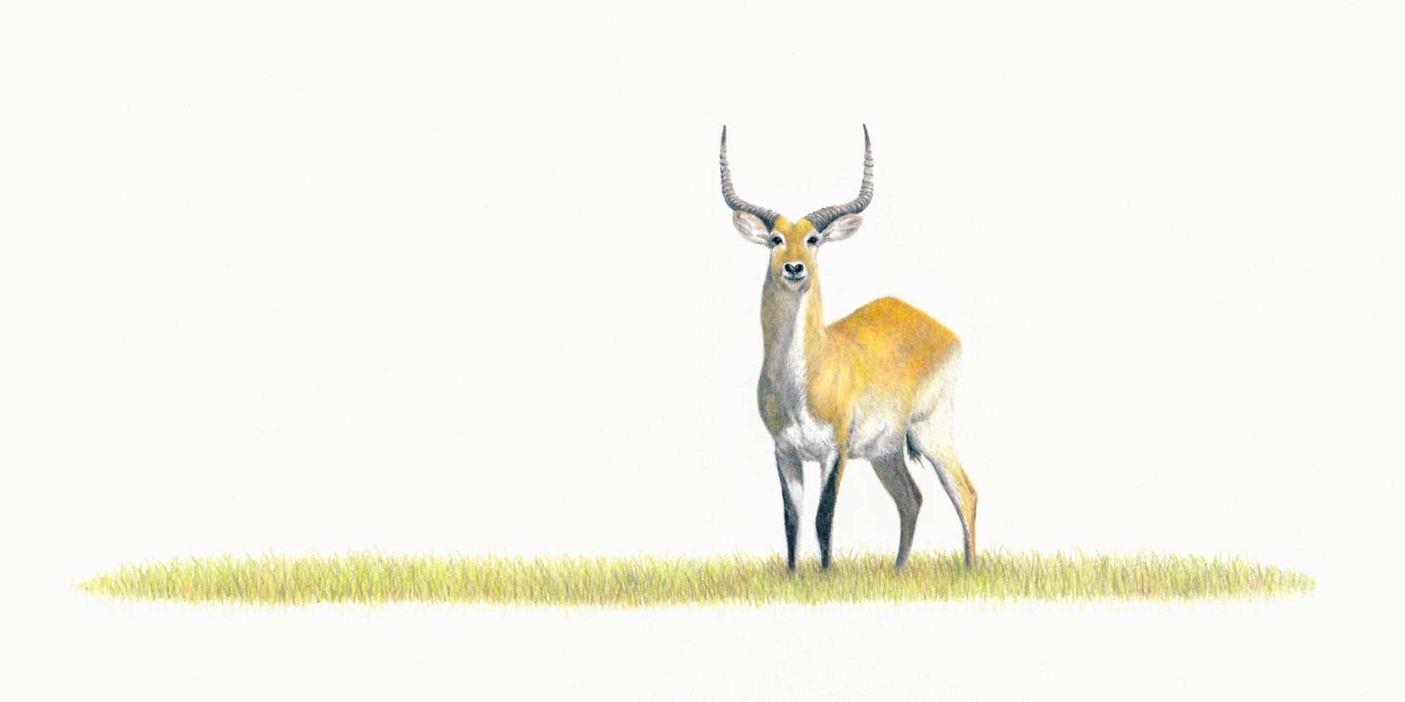 Pencil drawing of a Red Lechwe African antelope